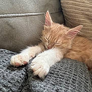 Summer participe au concours pour gagner de l'argent avec cette photo : kitten, cat, sleeping, paws, orange_fur, white_fur, blanket, gray, cozy, couch, pillow, indoor, resting, cute, pet, feline, fur, whiskers, relaxation, soft