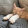 kitten, cat, sleeping, paws, orange_fur, white_fur, blanket, gray, cozy, couch, pillow, indoor, resting, cute, pet, feline, fur, whiskers, relaxation, soft