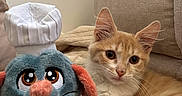Summer participe au concours pour gagner de l'argent avec cette photo : cat, kitten, plush_toy, stuffed_animal, couch, indoor, orange_cat, white_fur, cute, pet, relaxed, soft_toy, chef_hat, fabric, whiskers, fur, animal, cozy, home, companion