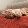 Summer participe au concours pour gagner de l'argent avec cette photo : kitten, sleeping, orange_cat, white_cat, paw, fur, closeup, blanket, couch, indoor, cozy, resting, cute, pet, animal, whiskers, relaxed, soft, nap, young_cat