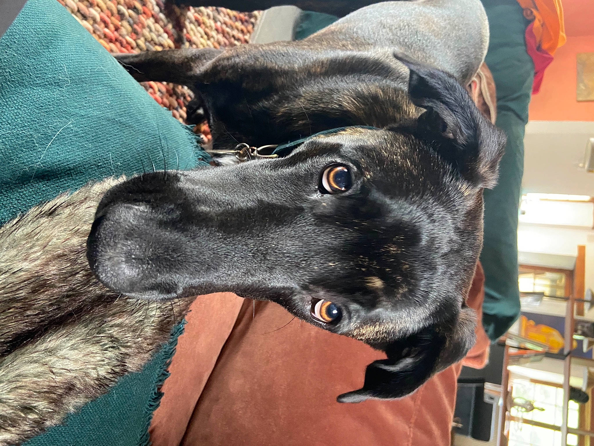 Sydney participe au concours pour gagner de l'argent avec cette photo : borador, canidae, carnivore, collar, companion_dog, dog, dog_breed, dog_collar, fawn, fur, grey, guard_dog, shelf, sighthound, sleeve, snout, tartan, whiskers, working_animal, working_dog