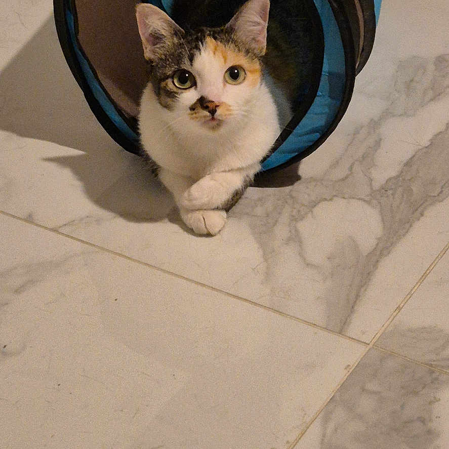 Titi