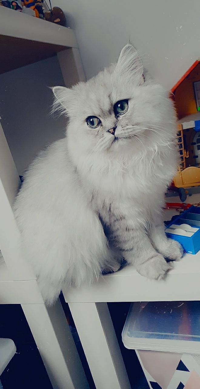 Shadow participe au concours pour gagner de l'argent avec cette photo : blue, british_longhair, carnivore, cat, comfort, electric_blue, felidae, fur, paw, persian, small_to_medium_sized_cats, snout, tail, terrestrial_animal, whiskers, white