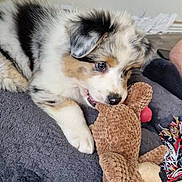 Angie participe au concours pour gagner de l'argent avec cette photo : animal, blanket, canine, close_up, colorful, curious, cute, dog, fur, indoor, lying_down, pet, playful, puppy, rope_toy, soft_texture, stuffed_animal, toy, tricolor, young_dog