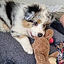 animal, blanket, canine, close_up, colorful, curious, cute, dog, fur, indoor, lying_down, pet, playful, puppy, rope_toy, soft_texture, stuffed_animal, toy, tricolor, young_dog