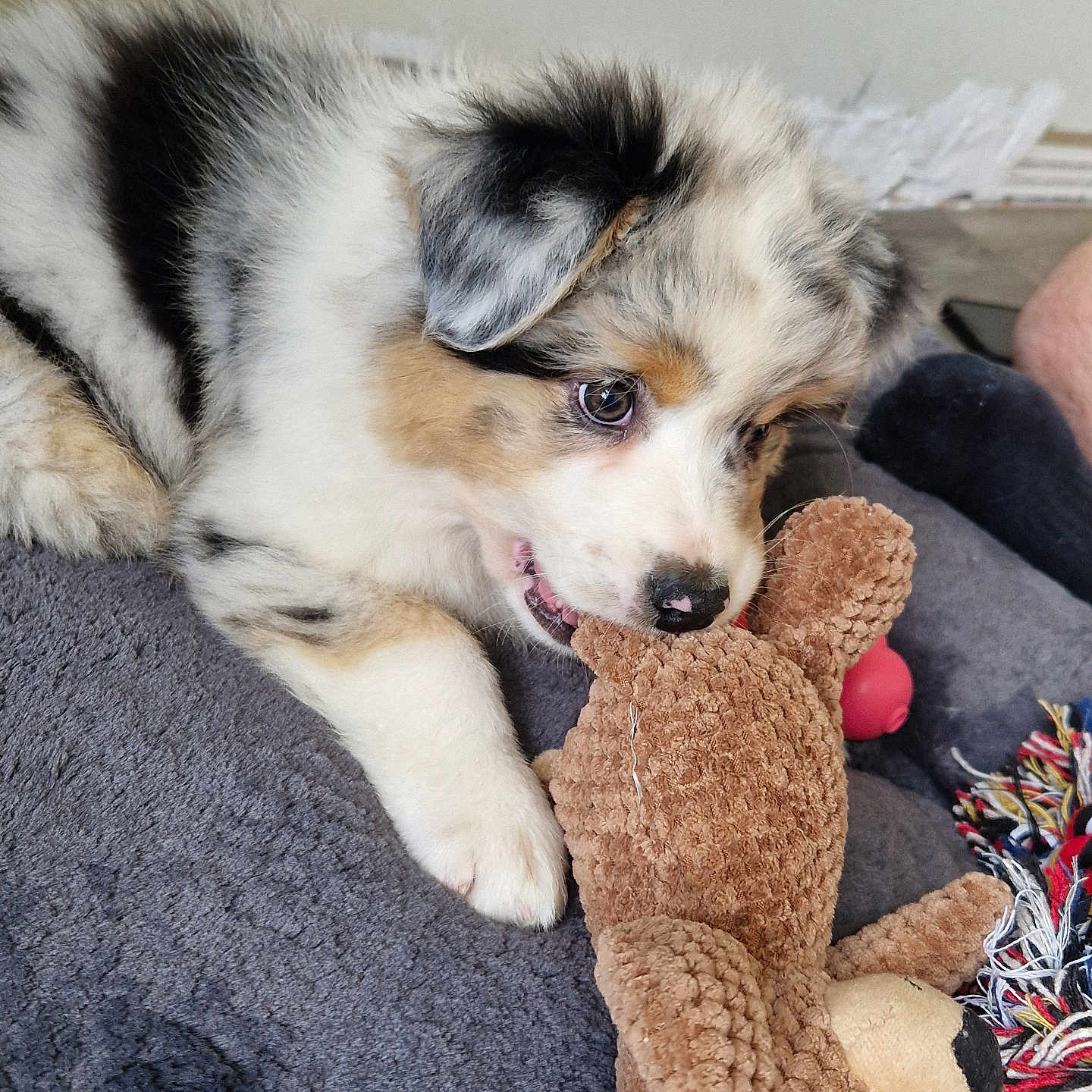 Angie participe au concours pour gagner de l'argent avec cette photo : animal, blanket, canine, close_up, colorful, curious, cute, dog, fur, indoor, lying_down, pet, playful, puppy, rope_toy, soft_texture, stuffed_animal, toy, tricolor, young_dog