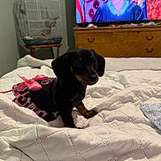 Charley is registered to the contest to win money with this photo: animal, bed, bedroom, birdcage, black_dog, blanket, cute, dachshund, dog, domestic_animal, dresser, furniture, indoor, pet_clothing, pink_bow, puppy, quilt, resting, small_dog, television