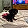 Charley