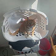 Milo joined the competition — help win amazing prizes! cat, orange_tabby, laundry_basket, clothes, indoor, sunlight, shadow, striped_light, utility_room, cleaning_tools, watering_can, plastic_basket, floor, wall, household, pet, curious, sitting, domestic, feline