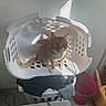 cat, orange_tabby, laundry_basket, clothes, indoor, sunlight, shadow, striped_light, utility_room, cleaning_tools, watering_can, plastic_basket, floor, wall, household, pet, curious, sitting, domestic, feline