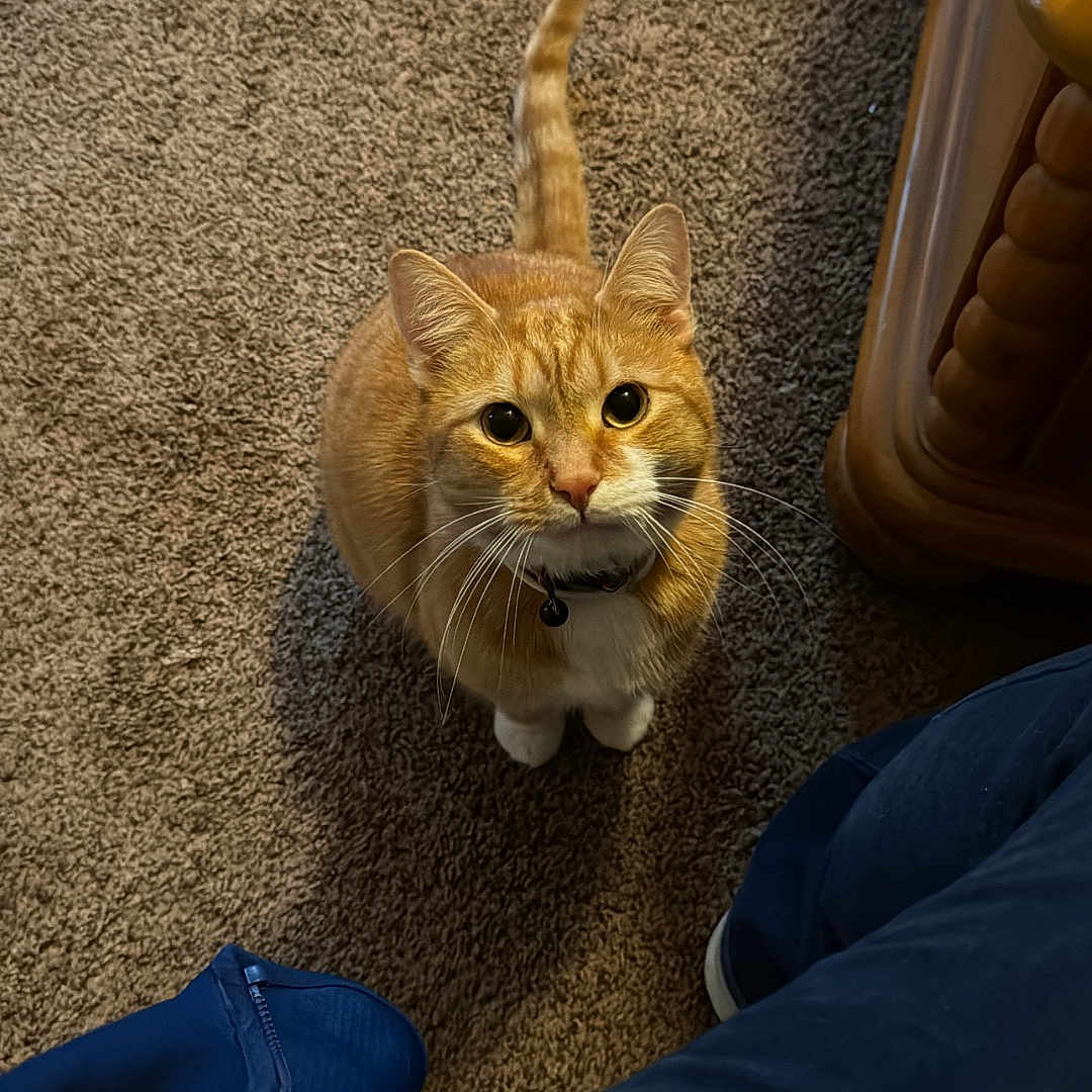 Milo