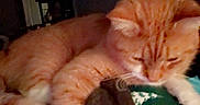 Milo is registered to the contest to win money with this photo: cat, orange_tabby, sleeping, blanket, cartoon_pattern, indoor, feline, paw, cozy, dim_light, furniture, relaxing, pet, animal, domestic_cat, resting, soft, cute, home, laying_down