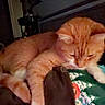cat, orange_tabby, sleeping, blanket, cartoon_pattern, indoor, feline, paw, cozy, dim_light, furniture, relaxing, pet, animal, domestic_cat, resting, soft, cute, home, laying_down