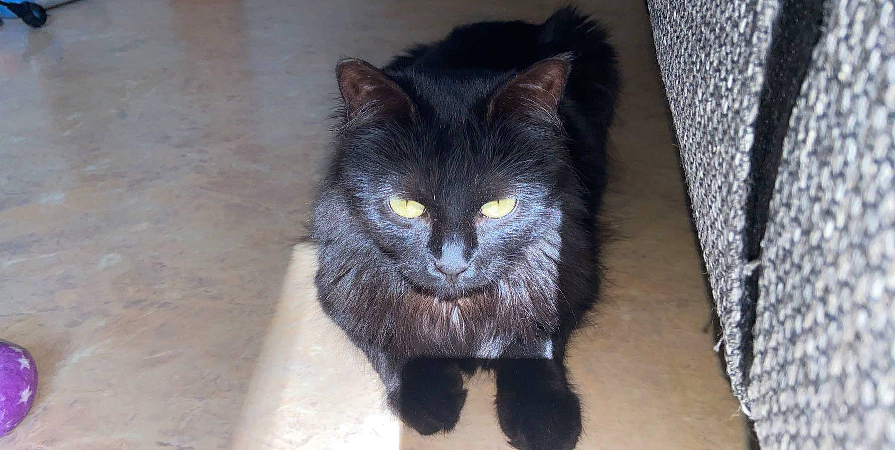 Nylla participe au concours pour gagner de l'argent avec cette photo : asian_semi_longhair, black_cat, bombay, british_semi_longhair, carnivore, cat, domestic_long_haired_cat, domestic_short_haired_cat, felidae, fur, korat, mammal, nebelung, persian, small_to_medium_sized_cats, snout, vertebrate, whiskers