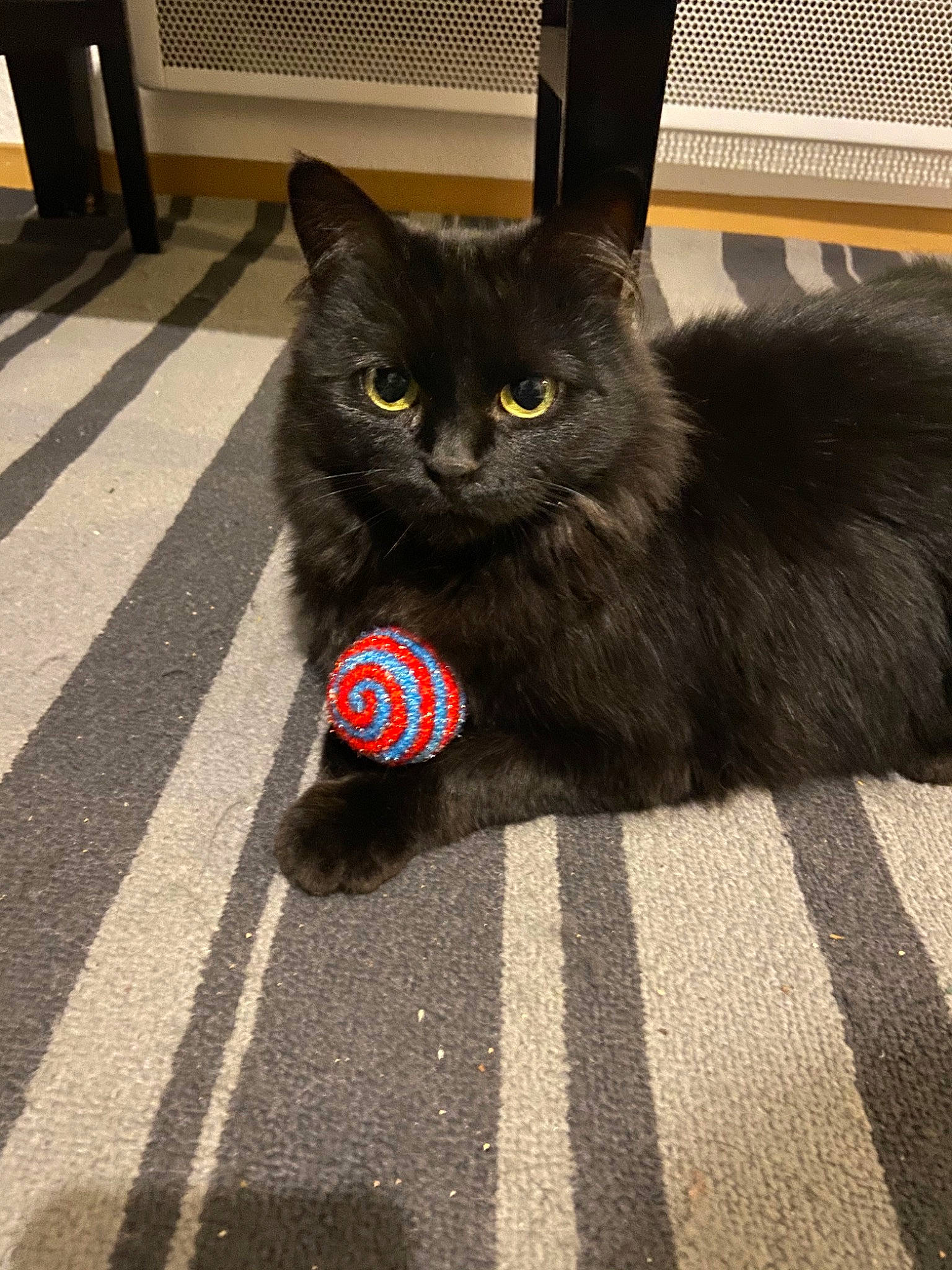 Nylla participe au concours pour gagner de l'argent avec cette photo : asian_semi_longhair, black_cat, british_semi_longhair, carnivore, cat, cymric, domestic_long_haired_cat, domestic_short_haired_cat, felidae, kitten, mammal, nebelung, norwegian_forest_cat, persian, small_to_medium_sized_cats, tail, vertebrate, whiskers