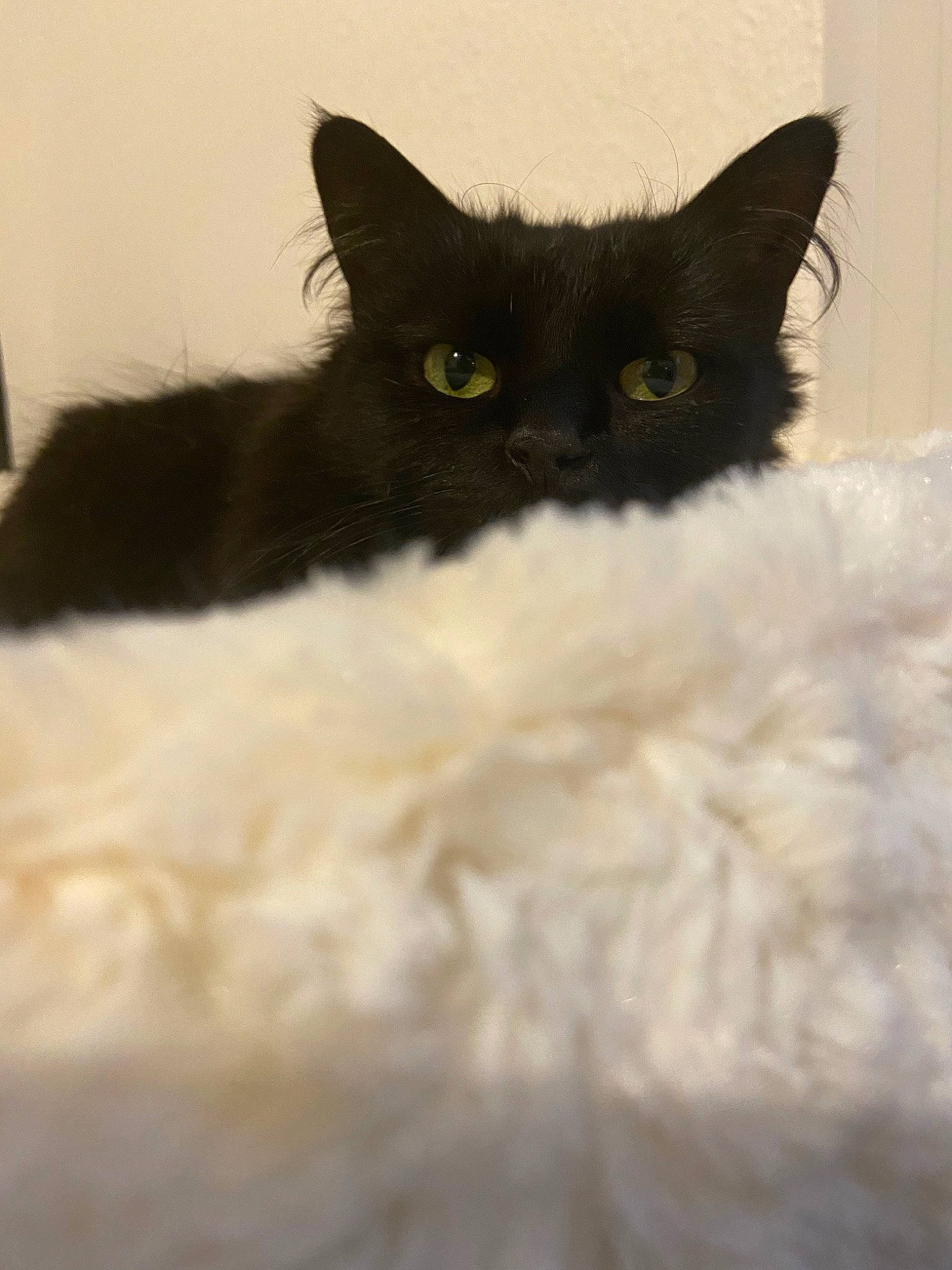 Nylla participe au concours pour gagner de l'argent avec cette photo : black, black_and_white, black_cat, british_semi_longhair, carnivore, cat, domestic_long_haired_cat, domestic_short_haired_cat, eye, felidae, fur, iris, kitten, mammal, norwegian_forest_cat, ragamuffin, small_to_medium_sized_cats, snout, turkish_angora, whiskers