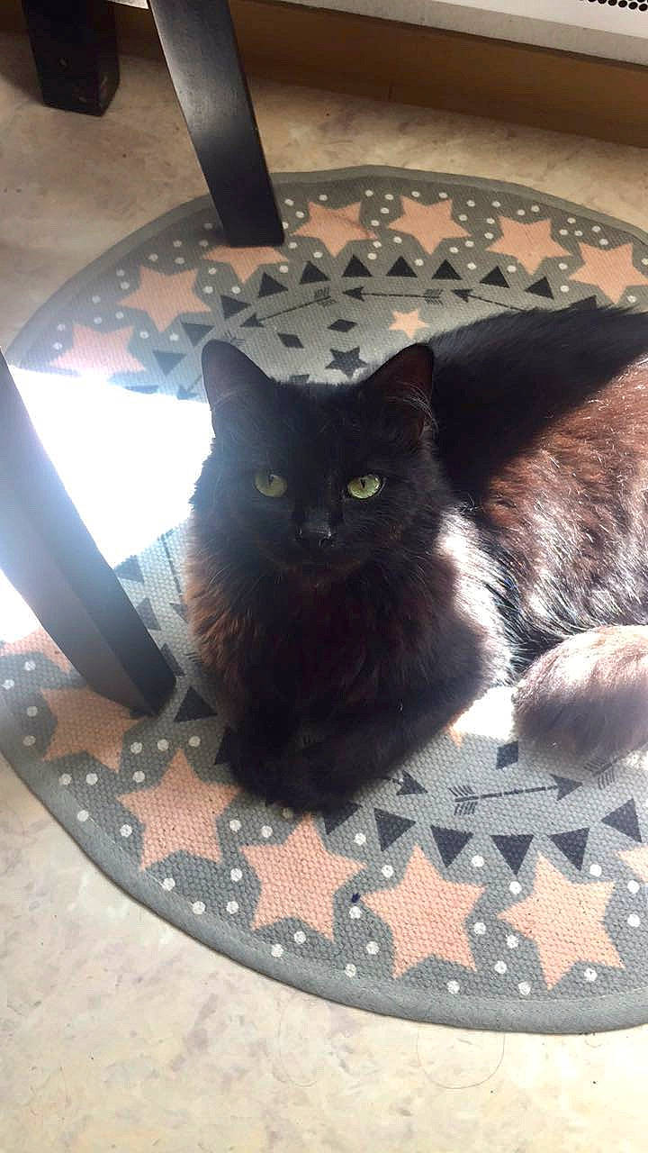 Nylla participe au concours pour gagner de l'argent avec cette photo : asian, black_cat, bombay, burmese, carnivore, cat, domestic_short_haired_cat, eye, fawn, felidae, kitten, mammal, small_to_medium_sized_cats, snout, whiskers