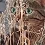 cat, tabby, green_eyes, plants, dried_flowers, curious, indoor, close_up, nature, pets, feline, whiskers, ears, background, wooden, brown, green, flora, animal, portrait
