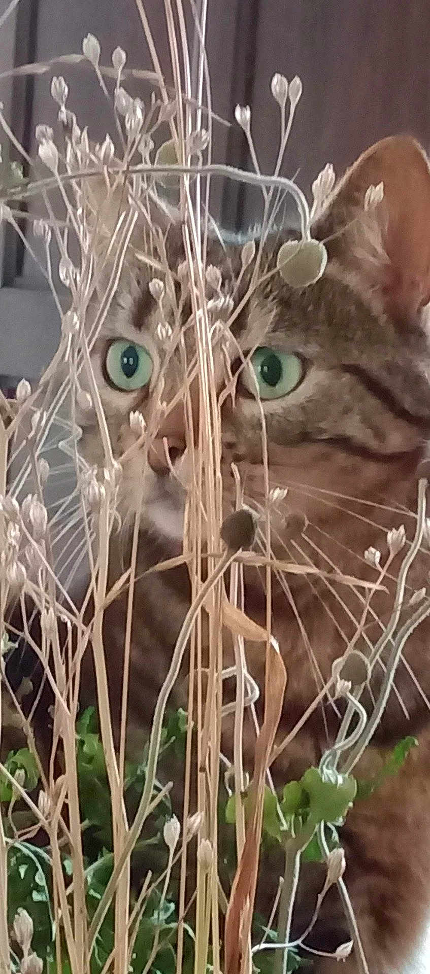 Moya participe au concours pour gagner de l'argent avec cette photo : cat, tabby, green_eyes, plants, dried_flowers, curious, indoor, close_up, nature, pets, feline, whiskers, ears, background, wooden, brown, green, flora, animal, portrait