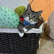 Mimi is registered to the contest to win money with this photo: cat, tabby_cat, basket, plush_toy, indoor, floor_tile, wall, pet_harness, curious, resting, cute, feline, animal, domestic_cat, toy, cozy, home_interior, pet, relaxed, colorful