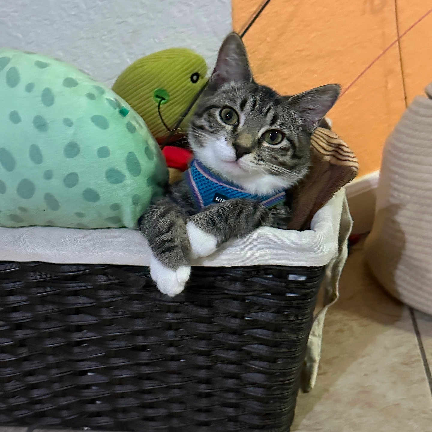 Mimi is registered to the contest to win money with this photo: cat, tabby_cat, basket, plush_toy, indoor, floor_tile, wall, pet_harness, curious, resting, cute, feline, animal, domestic_cat, toy, cozy, home_interior, pet, relaxed, colorful