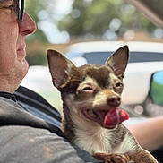 Ms Bubbles B joined the competition — help win amazing prizes! affection, animal, arm, blurred_background, car, casual, chihuahua, closeup, companion, daylight, dog, glasses, happy, inside, man, pet, side_profile, smiling, tongue, window