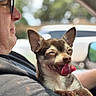 affection, animal, arm, blurred_background, car, casual, chihuahua, closeup, companion, daylight, dog, glasses, happy, inside, man, pet, side_profile, smiling, tongue, window