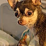 Ms Bubbles B joined the competition — help win amazing prizes! animal, blurry_background, brown, chihuahua, close_up, companion, curious, dog, ears, eyes, face, fur, household, indoor, nose, pet, portrait, small_dog, warm_lighting, white