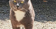 Pti Loup participe au concours pour gagner de l'argent avec cette photo : animal, cat, curious, daylight, ears, feline, focused, gravel, gray_cat, ground, mammal, nature, outdoor, pet, shadow, sunlight, walking, whiskers, white_chest, yellow_eyes