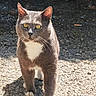 animal, cat, curious, daylight, ears, feline, focused, gravel, gray_cat, ground, mammal, nature, outdoor, pet, shadow, sunlight, walking, whiskers, white_chest, yellow_eyes