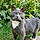 Pti Loup