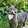 Pti Loup