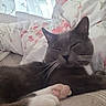 Pti Loup participe au concours pour gagner de l'argent avec cette photo : bed, blanket, cat, close_up, comfort, cozy, cute, domestic_animal, feline, floral_pattern, gray_cat, indoor, paw, pet, relaxation, resting, sleeping_cat, soft_light, whiskers, white_paws