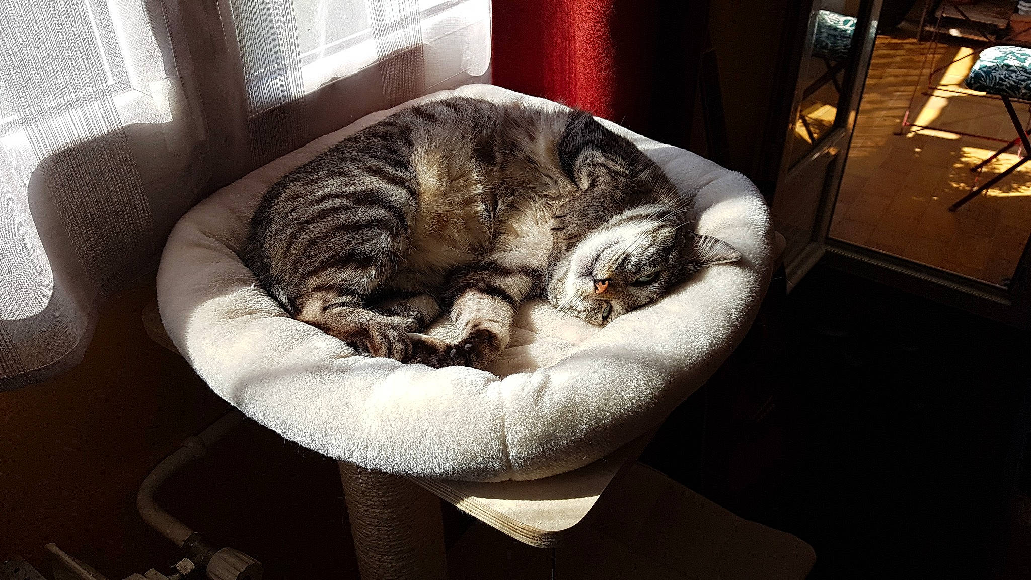 Simba participe au concours pour gagner de l'argent avec cette photo : canidae, carnivore, cat, cat_bed, cat_supply, claw, comfort, companion_dog, domestic_short_haired_cat, felidae, fur, nap, paw, room, small_to_medium_sized_cats, sporting_group, tail, terrestrial_animal, whiskers, window