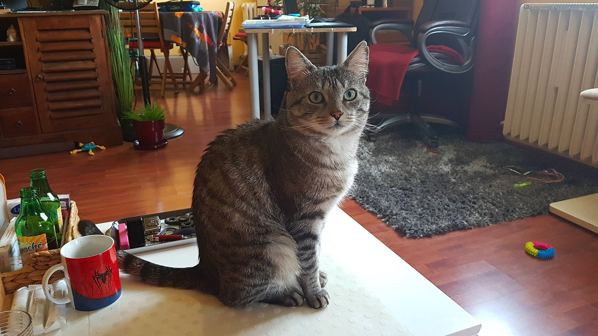 Simba participe au concours pour gagner de l'argent avec cette photo : carnivore, cat, chair, cupboard, domestic_short_haired_cat, felidae, flooring, flowerpot, fur, hardwood, houseplant, plant, room, small_to_medium_sized_cats, table, tail, tin_can, whiskers, window, wood