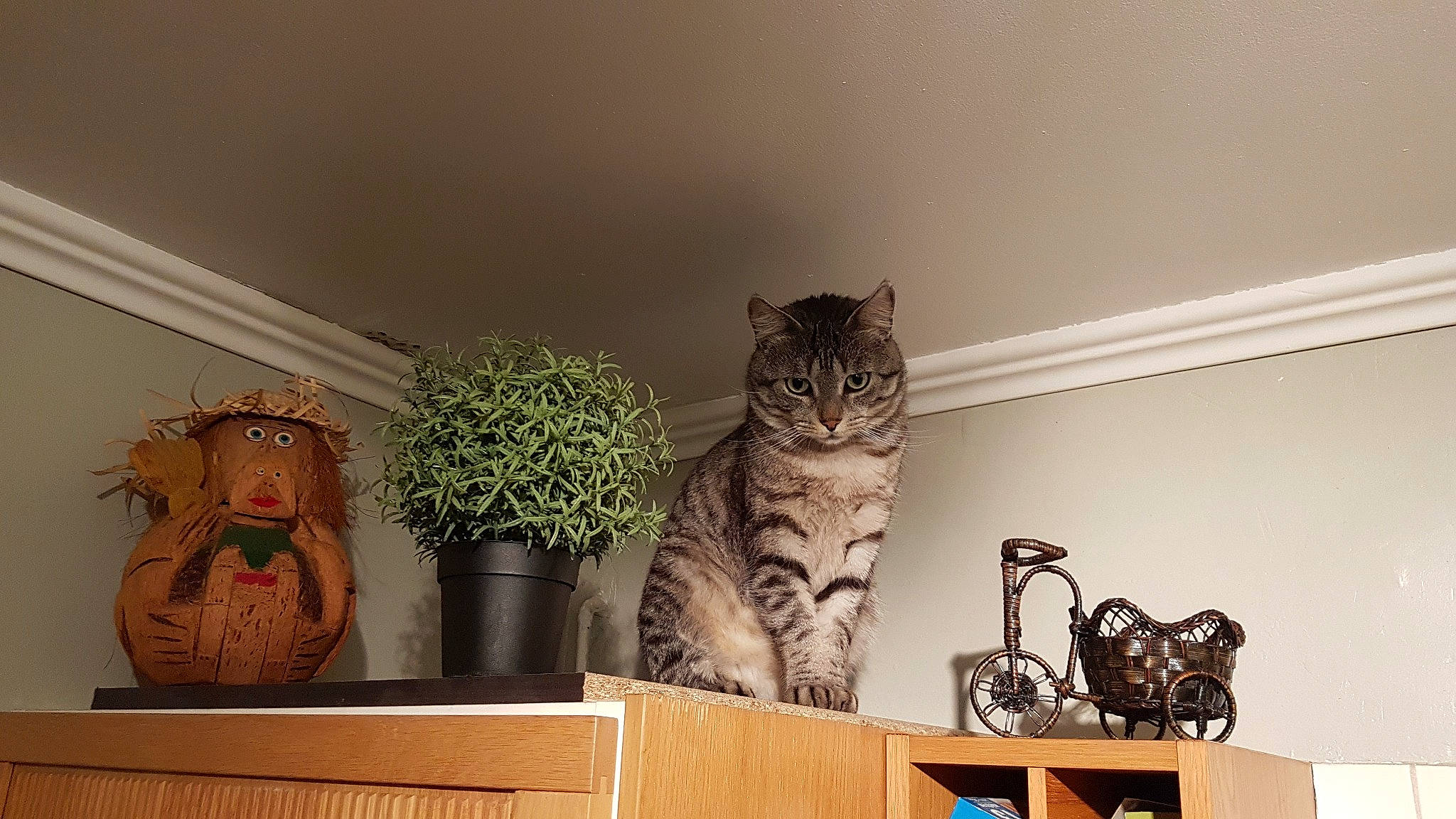 Simba participe au concours pour gagner de l'argent avec cette photo : carnivore, cat, domestic_short_haired_cat, felidae, flowerpot, houseplant, interior_design, mammal, plant, room, shelf, small_to_medium_sized_cats, table, tail, terrestrial_plant, tree, vertebrate, whiskers, window, wood