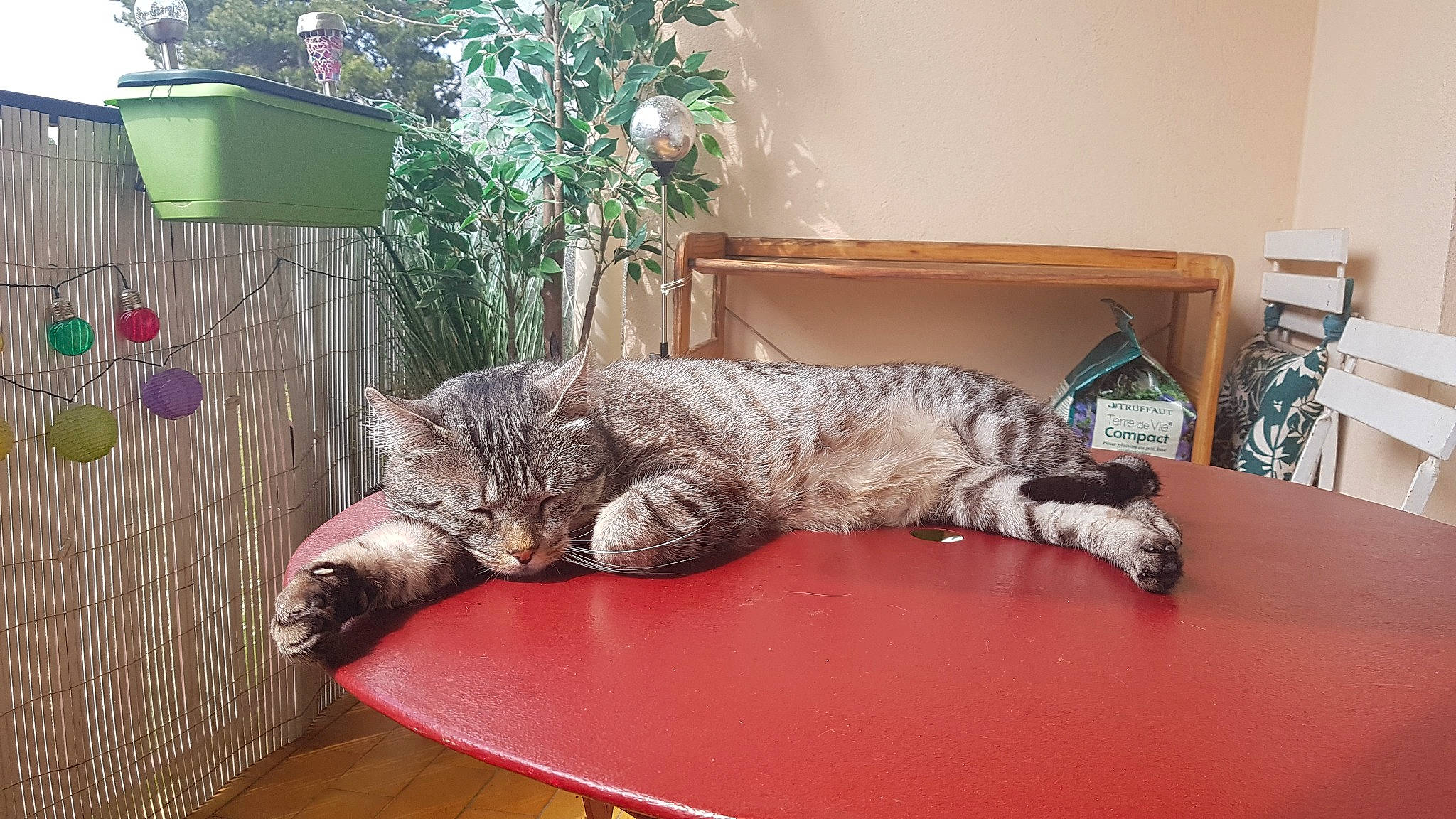 Simba participe au concours pour gagner de l'argent avec cette photo : carnivore, cat, comfort, domestic_short_haired_cat, felidae, flooring, fur, grass, hardwood, houseplant, plant, room, small_to_medium_sized_cats, studio_couch, table, tail, terrestrial_animal, tree, whiskers, wood