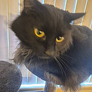 Blackie is registered to the contest to win money with this photo: cat, black_cat, yellow_eyes, pet, indoor, cat_tree, feline, animal, blurry, close_up, whiskers, fur, ears, window_blinds, soft_light, domestic_cat, house_pet, cute, mammal, fuzzy