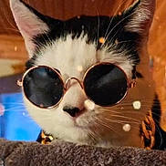 Mickey joined the competition — help win amazing prizes! cat, sunglasses, black_and_white, indoor, feline, close_up, pet, cool, fashion, accessory, whiskers, ears, face, portrait, furry, looking, soft_texture, warm_lighting, cute, domestic_animal