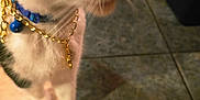 Mickey is registered to the contest to win money with this photo: cat, collar, bell, chain, white_fur, black_fur, tile_floor, close_up, pet, whiskers, indoor, animal, feline, necklace, fur, paw, domestic_cat, blurred, accessory, walking