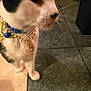 accessory, animal, bell, black_fur, blurred, cat, chain, close_up, collar, domestic_cat, feline, fur, indoor, necklace, paw, pet, tile_floor, walking, whiskers, white_fur