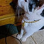 animal, black_and_white, cat, close_up, collar, cord, curious, domestic_cat, feline, floor, furniture, gold_chain, indoor, pet, portrait, side_view, tile_floor, whiskers, white_paws, wooden_dresser