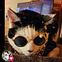 Mickey is registered to the contest to win money with this photo: cat, sunglasses, black_and_white, indoor, pet, feline, collar, close_up, animal, cute, resting, portrait, cozy, fuzzy_surface, accessory, warm_lighting, domestic_cat, whiskers, ears, face