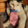 animal, bed, black_and_white, cat, close_up, collar, cozy, cute, domestic_cat, face, fur, indoor, patriotic, paw, pet, relaxed, resting, sleepy, tie, whiskers