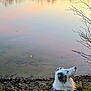 dog, grass, lake, water, sunset, reflection, tree, nature, outdoor, animal, pet, fur, leash, sky, calm, scenic, landscape, quiet, autumn, peaceful
