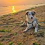 Abby a rejoint le concours — aidez-le/la à gagner de superbes lots ! dog, beach, sunset, sand, seaweed, water, sun, outdoor, nature, animal, relaxing, scenic, calm, horizon, sky, furry, pet, lying_down, coast, serene