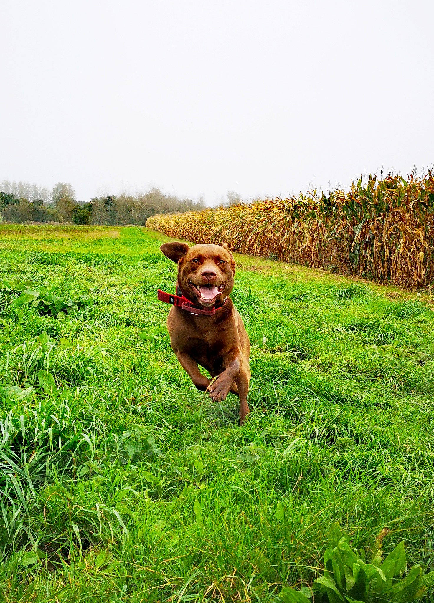Myers a rejoint le concours — aidez-le/la à gagner de superbes lots ! agriculture, carnivore, companion_dog, dog, dog_breed, grass, grassland, groundcover, happy, landscape, liver, meadow, pasture, people_in_nature, plant, prairie, sky, terrestrial_animal, tree, working_animal