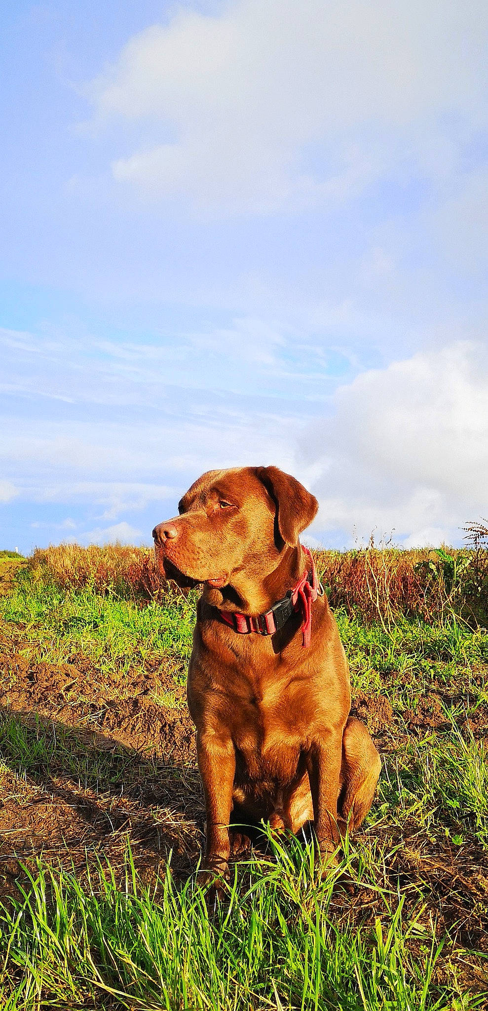 Myers participe au concours pour gagner de l'argent avec cette photo : carnivore, cloud, collar, companion_dog, dog, dog_breed, dog_collar, fawn, grass, grassland, gun_dog, landscape, liver, plant, pointing_breed, prairie, sky, soil, sporting_group, working_animal