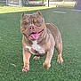 Lucky Luciano joined the competition — help win amazing prizes! dog, happy, running, outdoor, grass, playground, pet, canine, smiling, fenced_area, tongue_out, daylight, animal, playing, active, brown_dog, short_hair, muscular, energetic, park