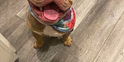 Lucky Luciano joined the competition — help win amazing prizes! dog, happy, smiling, tie_dye_bandana, floor, wooden_floor, pet, canine, indoor, brown_dog, tongue_out, cute, friendly, looking_up, animal, domestic_animal, playful, companion, close_up, adorable